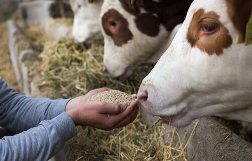 Cattle Feed