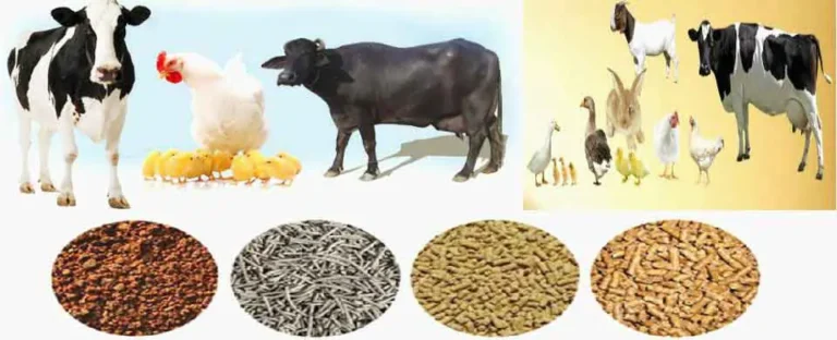 best cattle feed manufacturers in india