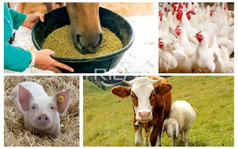 best cattle feed manufacturers in india